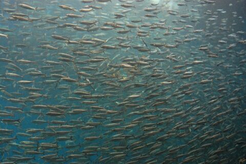 鰯の群れ（のとじま水族館）