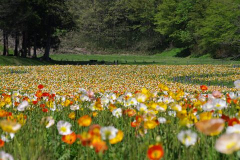 ​アイスランドポピー花畑
