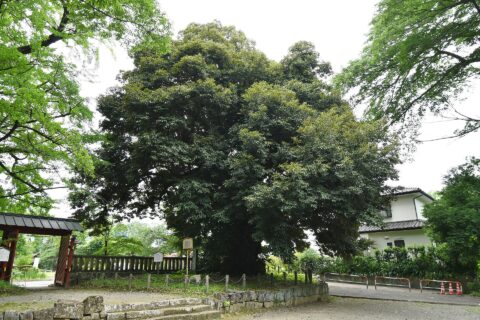 一之宮貫前神社 スダジイ