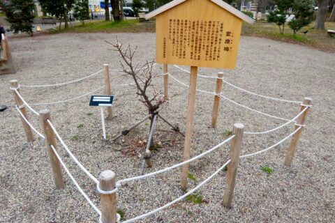 金シャチ横丁 義直ゾーンに植えられてる「家康梅（いえやすばい）」。説明によれば「家康梅」は梅を愛した徳川家康が自身の11男で後の水戸藩初代藩主となる徳川頼房の出生を祝い自ら植樹したものとのこと。そして家康を祀る静岡県静岡市の久能山東照宮から「家康梅」の枝を譲り受けた寄贈者が接ぎ木して育て、金シャチ横丁に寄贈し植えられたのがこの木とのこと。