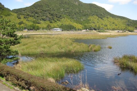 藺牟田池の泥炭形成植物群落。