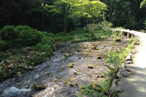 秋芳洞下流側の稲川