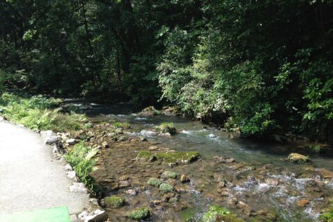 秋芳洞下流側の稲川