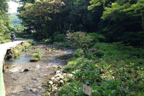 秋芳洞下流側の稲川