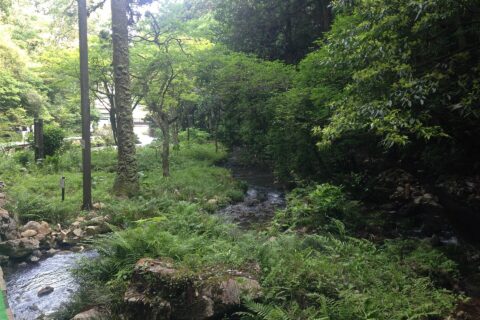 秋芳洞下流側の稲川