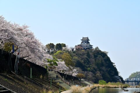 木曽川沿いの犬山城と桜並木