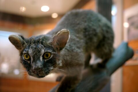 西表野生生物保護センターで飼育された「よん」と呼ばれたヤマネコ。死後剥製された。