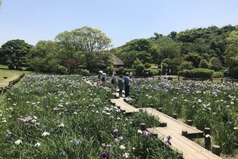 宮地嶽神社の江戸菖蒲苑