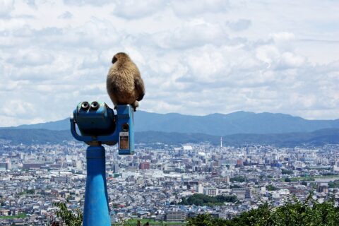 Iwatayama Monkey Park