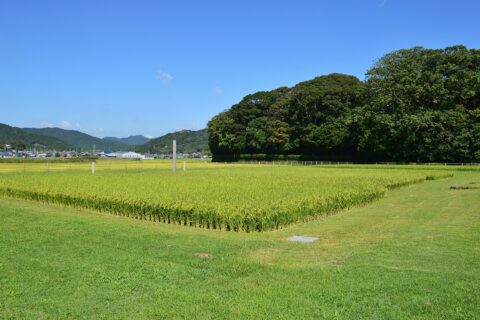 Izawa-no-miya — photo 5
