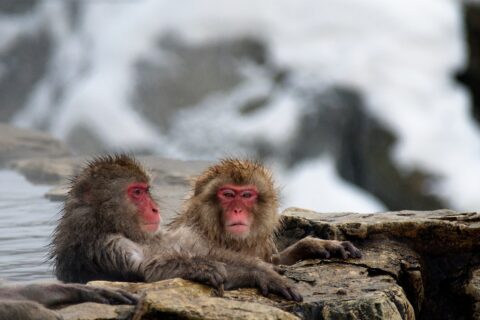 Taken at the Jigokudani (yaen-koen) Monkey Park near Nagano Japan.