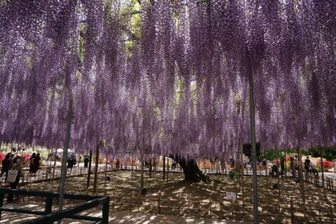 あしかがフラワーパークの大長藤（栃木県指定天然記念物）