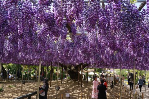あしかがフラワーパークの八重黒龍藤（栃木県指定天然記念物）