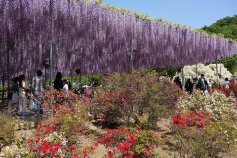 あしかがフラワーパークの大長藤（栃木県指定天然記念物）
