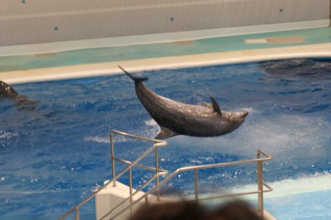 à l'aquarium de Kagoshima