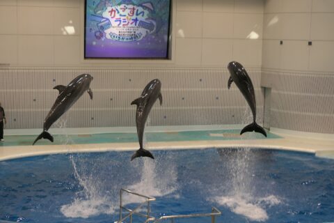 à l'aquarium de Kagoshima