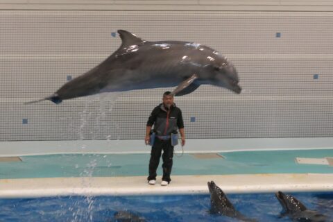 à l'aquarium de Kagoshima