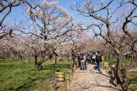 偕楽園・水戸の梅まつり（茨城県水戸市）