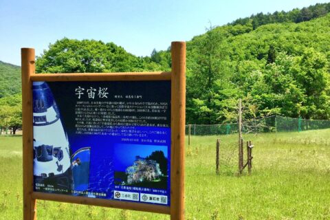 ​釜石市の世界遺産橋野鉄鉱山に贈られた宇宙滝桜
