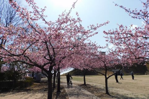 These are flowers of Kawazu-zakura cherry blossom in Utsunomiya Castle Ruins Park, Utsunomiya, Tochigi, Japan.