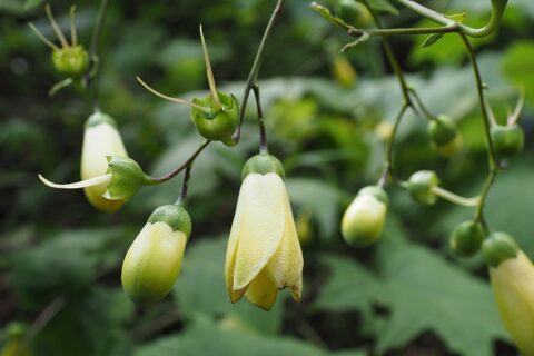 キレンゲショウマ（日光植物園、2023年9月中旬）