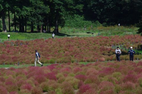 秋のコキア紅葉