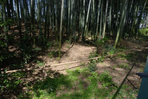 Sakuramachi dorui