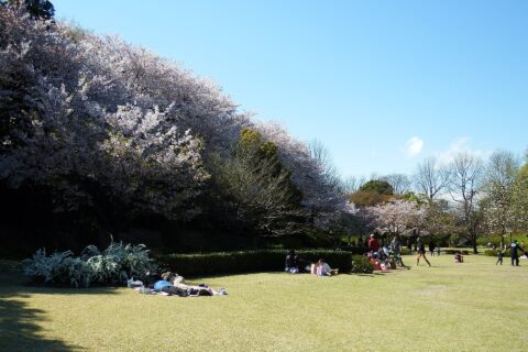 小牧山の桜