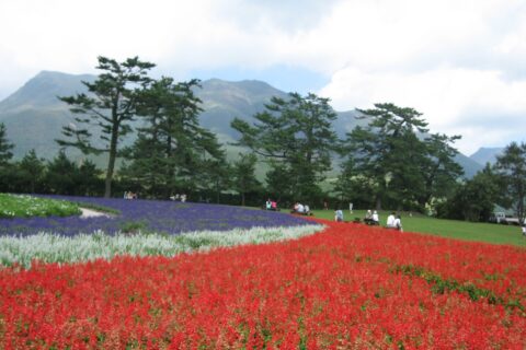 Kuju Flower Park with Mount Kujū