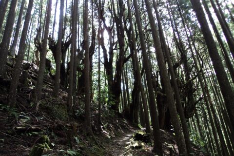 Kumano Kodo (Kohechi) forest