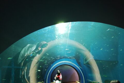 琵琶湖博物館水族展示室。トンネル状の通路がある水槽。