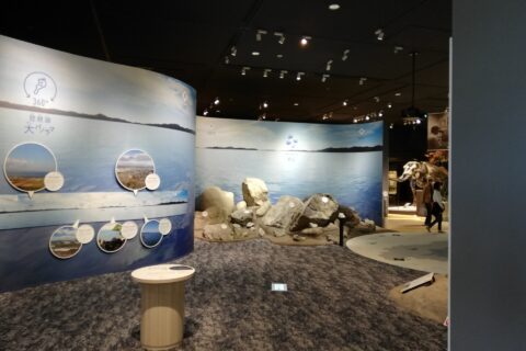 琵琶湖博物館A展示室入口付近。