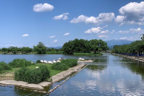 瓢湖（2020年5月）冬季以外でも白鳥の姿が僅かに見られる。