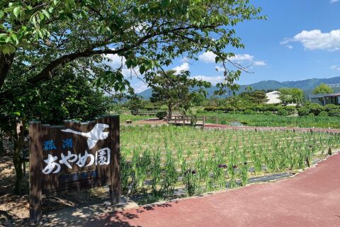 ​瓢湖水きん公園内にあるあやめ園（2020年5月） ※開花前