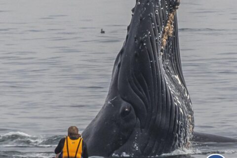 A kayaker only a few feet away from a spyhopping humpback whale in Monterey Bay National Marine Sanctuary. Photo credit: Douglas Croft