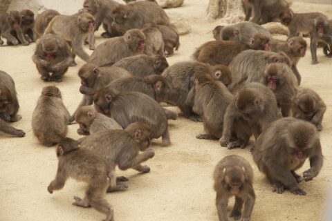 高崎山自然動物園