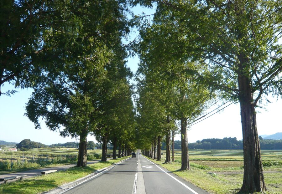 Metasequoia Avenue, Shiga