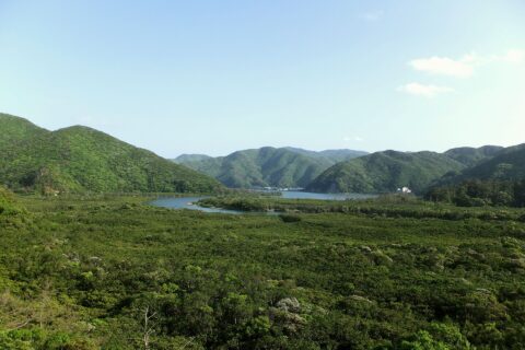 奄美群島国立公園特別保護地区 鹿児島県奄美大島 蛭木／漂木(ヒルギ）科原生林群