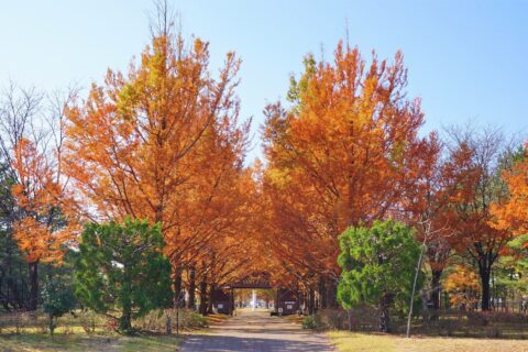 生態系公園のメタセコイア並木（秋田県南秋田郡大潟村）