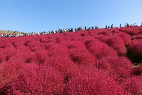 ​みはらしの丘（国営ひたち海浜公園）