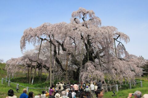 三春滝桜正面。（福島県田村郡三春町）