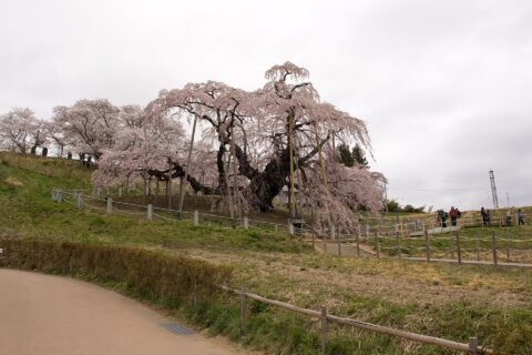 Miharu Takizakura, Miharu Town, Fukushima Pref., Japan.