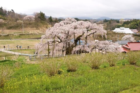 Miharu Takizakura, Miharu Town, Fukushima Pref., Japan.