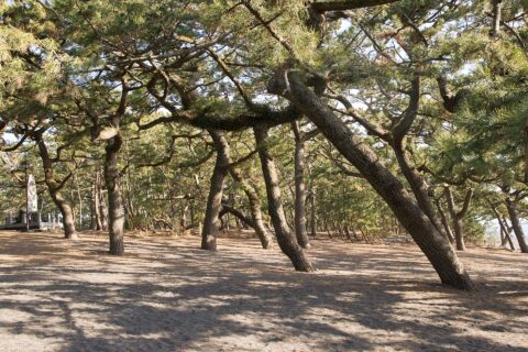 三保の松原（静岡県静岡市清水区）