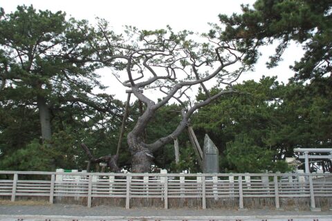 ​ja:静岡県ja:静岡市ja:清水区のja:三保の松原にある「羽衣の松」