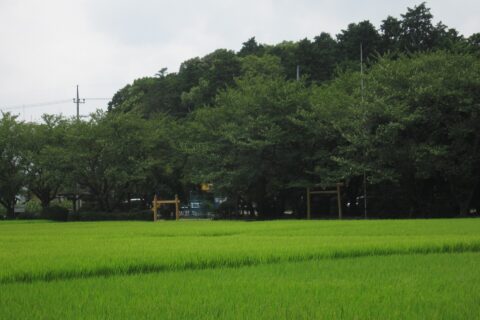御上神社 悠紀斎田