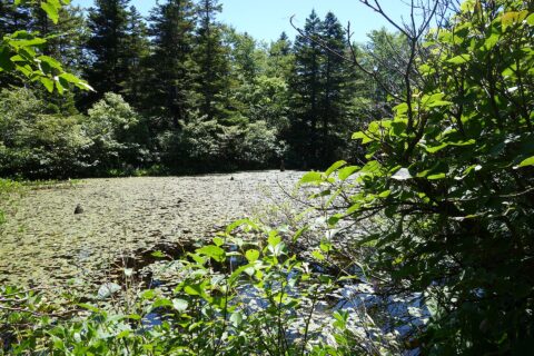 南八甲田にある枯木沼 昭和初期の道路建設の際の沢がせき止められたできた沼 枯木の株はほんの少しになっている