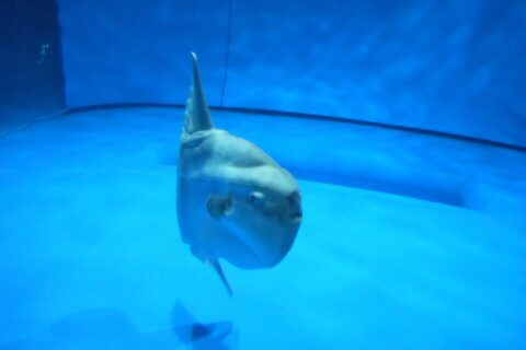 アクアワールド茨城県大洗水族館のマンボウ。