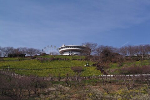 ja:マザー牧場 撮影者：ja:User:Ritsuka 撮影日：2006-03-18 撮影場所：マザー牧場（千葉県）