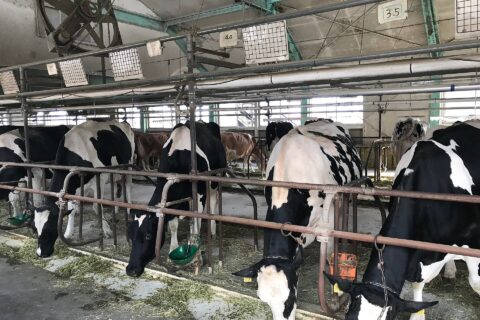 mother farm
